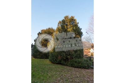 Thuja occidentalis. Northern white-cedar