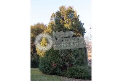 Thuja occidentalis. Northern white-cedar
