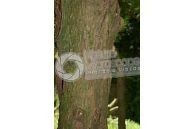 Thuja occidentalis. Northern white-cedar. Stem