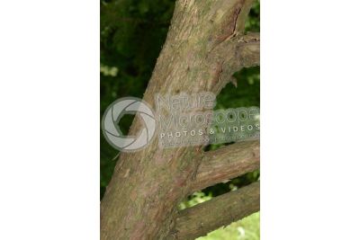 Thuja occidentalis. Northern white-cedar. Stem