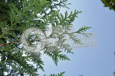 Thuja occidentalis. Northern white-cedar. Leaf. Lower surface