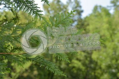 Thuja occidentalis. Northern white-cedar. Leaf. Lower surface