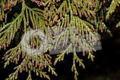 Thuja occidentalis. Northern white-cedar. Male strobilus