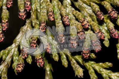Thuja occidentalis. Northern white-cedar. Male strobilus