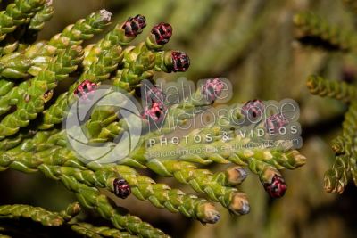 Thuja occidentalis. Northern white-cedar. Male strobilus