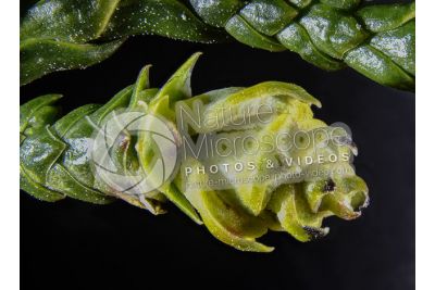 Thuja occidentalis. Northern white-cedar. Female strobilus. 5X