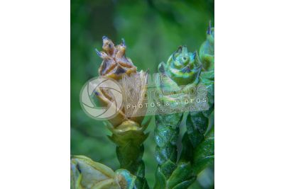 Thuja occidentalis. Northern white-cedar. Strobilus. 5X