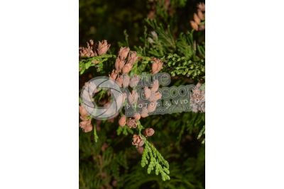 Thuja occidentalis. Northern white-cedar. Strobilus