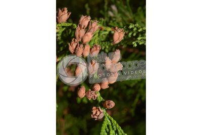 Thuja occidentalis. Northern white-cedar. Strobilus
