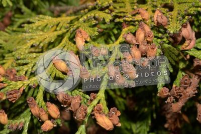 Thuja occidentalis. Northern white-cedar. Strobilus