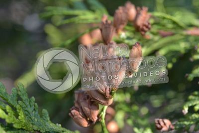 Thuja occidentalis. Northern white-cedar. Strobilus