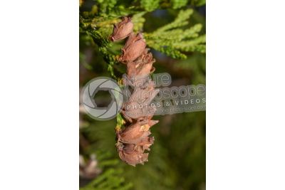 Thuja occidentalis. Northern white-cedar. Strobilus