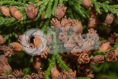 Thuja occidentalis. Northern white-cedar. Strobilus