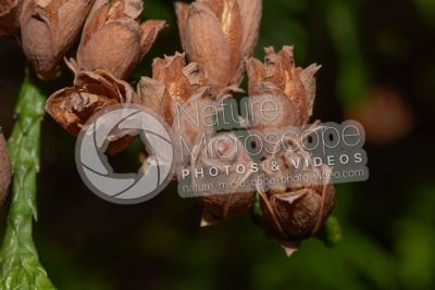 Thuja occidentalis. Northern white-cedar. Strobilus