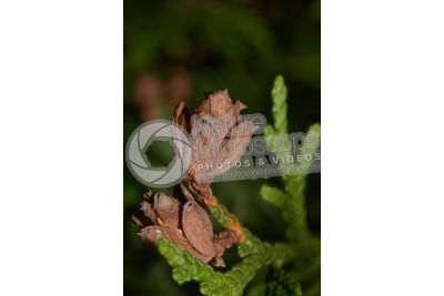 Thuja occidentalis. Northern white-cedar. Strobilus