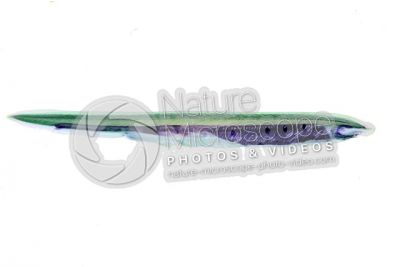 Branchiostoma sp. Anfiosso. Vista laterale. 1X