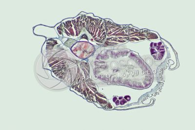 Branchiostoma sp. Anfiosso. Sezione trasversale. 32X