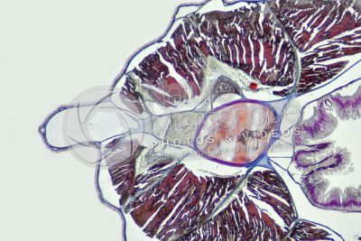 Branchiostoma sp. Anfiosso. Midollo spinale e notocorda. Sezione trasversale. 64X
