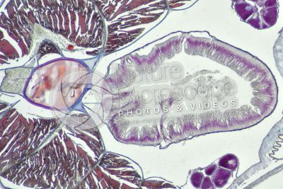 Branchiostoma sp. Anfiosso. Faringe. Sezione trasversale. 64X