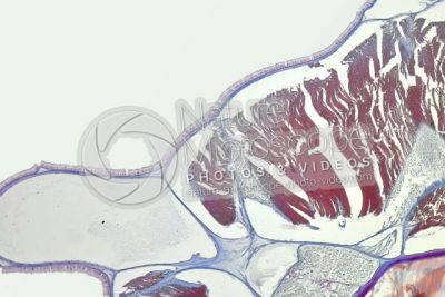Branchiostoma sp. Anfiosso. Cute e epidermide. Sezione trasversale. 100X