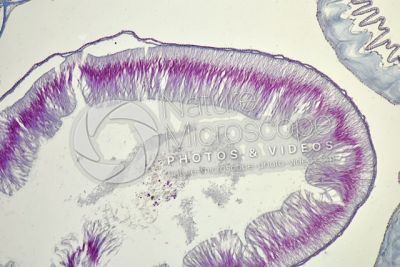 Branchiostoma sp. Anfiosso. Intestino. Sezione trasversale. 125X