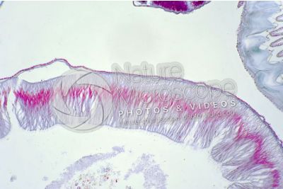 Branchiostoma sp. Anfiosso. Intestino. Sezione trasversale. 250X