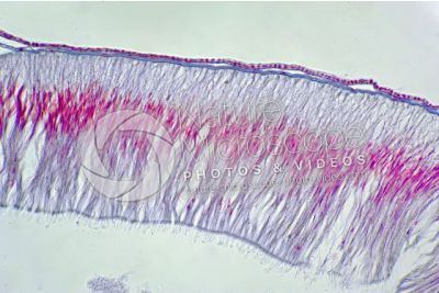 Branchiostoma sp. Anfiosso. Intestino. Sezione trasversale. 500X