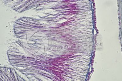 Branchiostoma sp. Anfiosso. Intestino. Sezione trasversale. 1000X