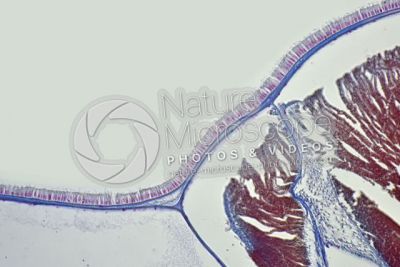 Branchiostoma sp. Anfiosso. Cute e epidermide. Sezione trasversale. 250X