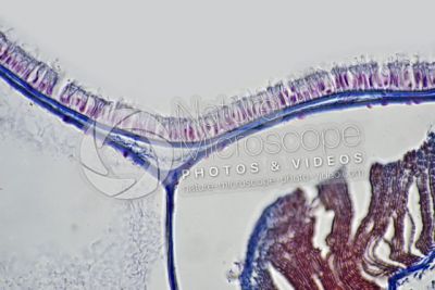 Branchiostoma sp. Anfiosso. Cute e epidermide. Sezione trasversale. 500X