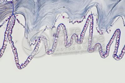Branchiostoma sp. Anfiosso. Fibra del muscolo trasversale. Sezione trasversale. 500X