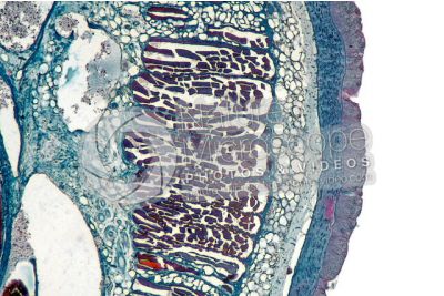 Petromyzon sp. Lampreda. Cute e epidermide. Sezione trasversale. 64X