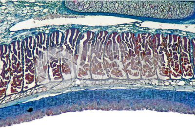 Petromyzon sp. Lampreda. Cute e epidermide. Sezione trasversale. 64X