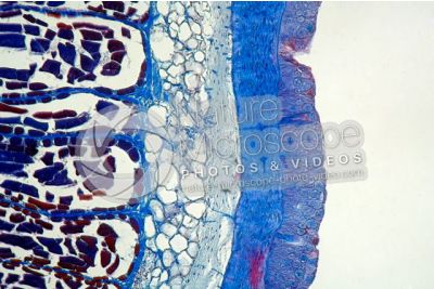 Petromyzon sp. Lampreda. Cute e epidermide. Sezione trasversale. 100X