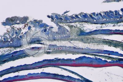Cyprinus sp. Cute e epidermide. Sezione verticale. 64X