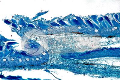 Cyprinus sp. Cute e epidermide. Sezione verticale. 100X