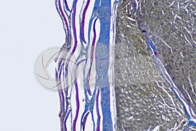 Cyprinus carpio. Common carpa. Skin and epidermis. 64X