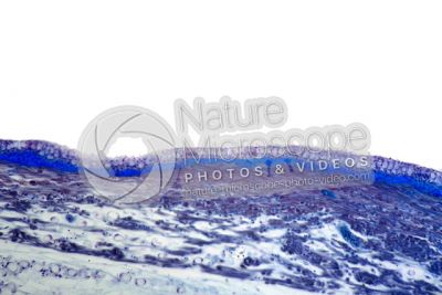 Freshwater fish. Skin and epidermis. 100X