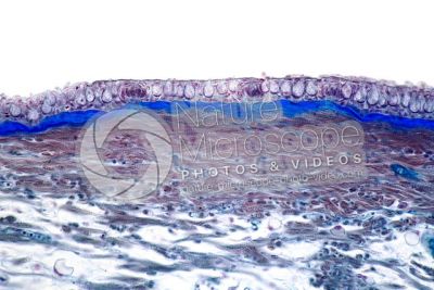 Freshwater fish. Skin and epidermis. 250X
