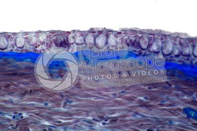 Freshwater fish. Skin and epidermis. 500X