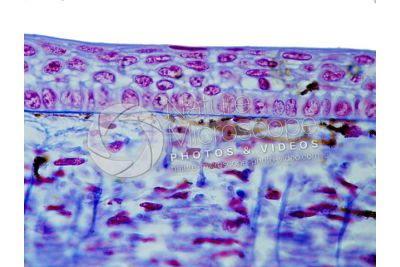 Scyliorhinus sp. Scyllium sp. Dogfish. Skin and epidermis. Vertical section. 100X