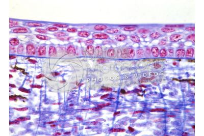 Scyliorhinus sp. Scyllium sp. Dogfish. Skin and epidermis. Vertical section. 100X