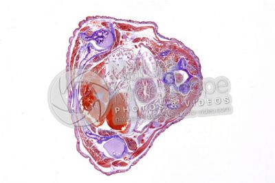 Salamandra salamandra. Salamander. Transverse section. 1X