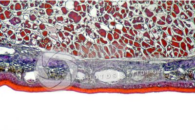 Salamandra salamandra. Salamander. Skin and epidermis. Transverse section. 64X