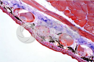 Salamandra salamandra. Salamander. Skin and epidermis. Transverse section. 250X