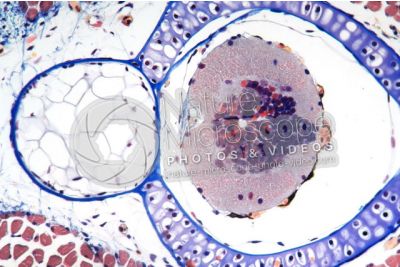 Salamandra salamandra. Salamander. Larva. Spinal cord and notochord. Transverse section. 125X