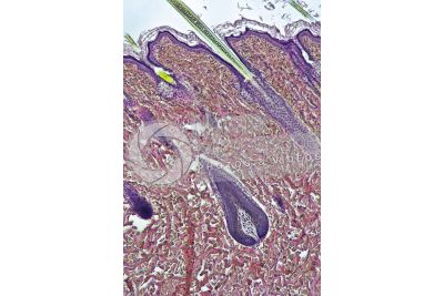Man. Scalp. Vertical section. 64X