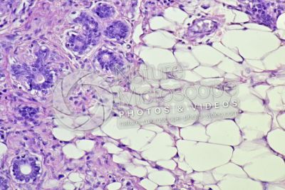 Woman. Inactive mammary gland. Vertical section. 250X