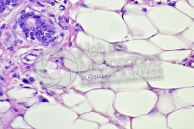 Woman. Inactive mammary gland. Vertical section. 500X
