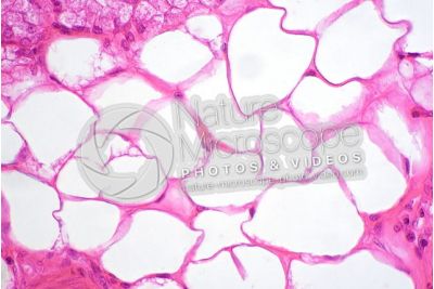 Man. Small intestine. Duodenum. Transverse section. 500X